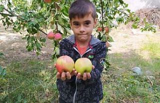 Bu elma tazeliğini aylarca koruyor