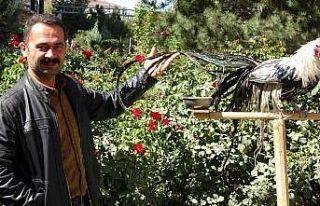 Bu horoz kendini ‘papağan’ sanıyor