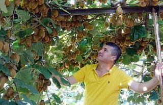 "Burada kivi yetişmez" dediler, şimdi...