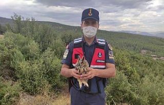 Burdur’da yaralı baykuşu jandarma kurtardı