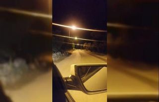 Bursa’da aç kalan domuz sürüsü şehre inip yemek...
