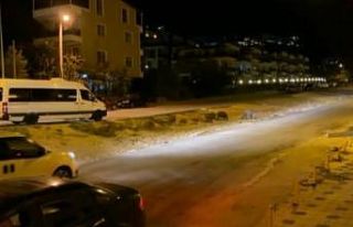 Bursa’da aç kalan domuzlar şehre indi