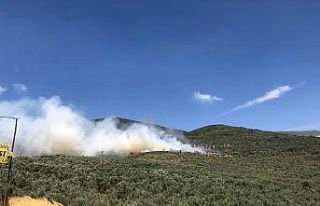 Bursa’da hastane yakınında bulunan ormanlık alanda...