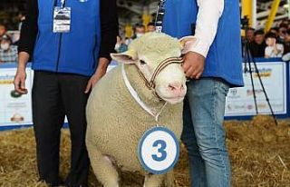 Bursa’da küçükbaş hayvanların katıldığı...