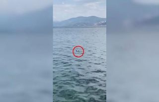 Bursa’da oltaya balık yerine martı takıldı