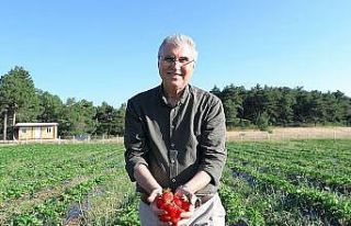 Büyükşehir 10 ton çilek hasadı yaptı