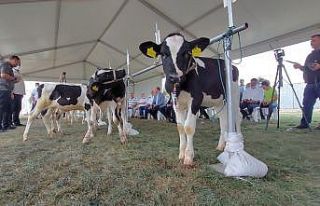 Buzağılar altın kazanmak için yarıştı