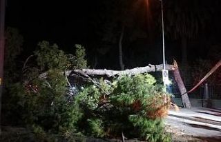 Çam ağacı devrildi, tramvay seferleri durdu