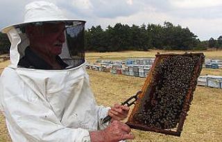 Çam balı üretimi yağmura kaldı