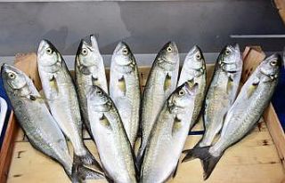 Çanakkale’de lüferin kilosu 150 lira