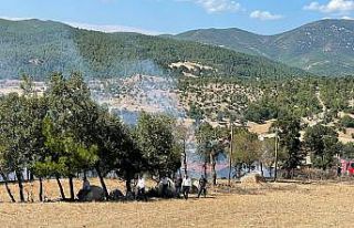 Çanakkale’de orman yangını