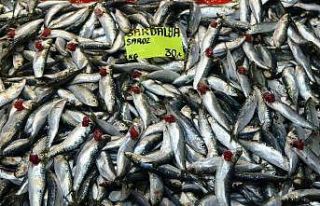 Çanakkale’de sardalyanın fiyatı 30 liraya düştü