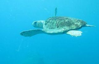 Caretta caretta ısırmaları bir hafta içinde bitecek