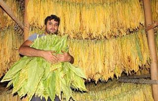 Çatı katı değil ‘tütün’ katı