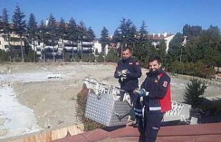 Çatıda mahsur kalan yavru kedileri itfaiye kurtardı