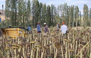 Çayırlı’da "Doğanın sarı gelini"...