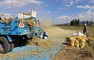 Çayırlı’da fasulye hasadı yapıldı