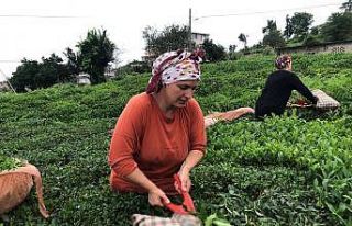 ÇAYKUR 2 günde üreticiden 9 bin 500 ton yaş çay...