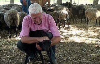 Çiftliğindeki 100 koyun oldu 800