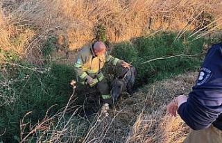 Çukurda mahsur kalan eşeği itfaiye kurtardı