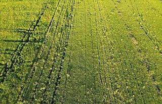 Cumhurbaşkanı açıkladı, çeltik üreticilerinin...