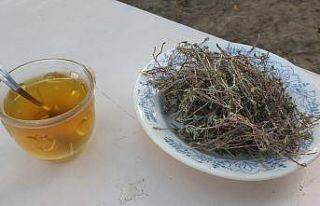Dağlardan toplanan kekik şifa oluyor