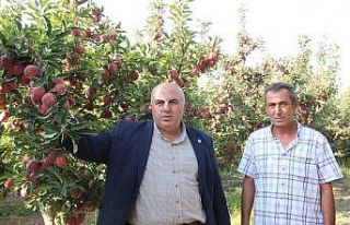 Dalında 1,5 liraya alıcı bekleyen elma, kentteki...