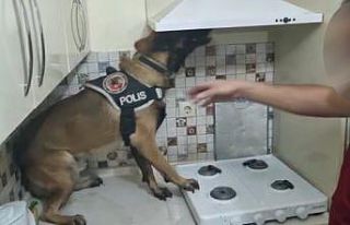 Davlumbaza ve derin dondurucuya saklanan uyuşturucu...