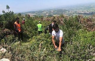 Defne, TÜRKPATENT tarafından ‘Türk’ ibaresi...