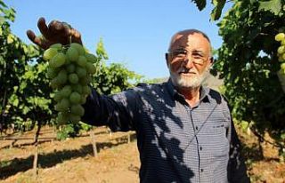 Denemek için ekti, günde 1 ton ürün alıyor
