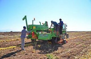 Denizli’de çerezlik kabak çekirdeği hasadı başladı