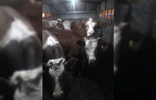 Denizli’deki dolandırıcılık olayı Kula’da...