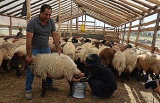 Devletten hibe aldığı 40 koyunu 120’ye çıkarttı