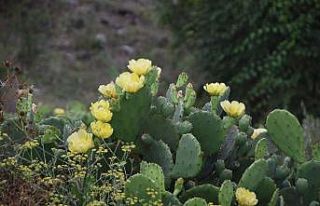 Dikenli kaktüs inciri şifa deposu