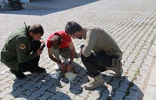Diyadin’de bulunan yaralı tavşan tedavi altına...