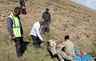 Diyadin’de uçurumdan yuvarlanan inek kurtarıldı