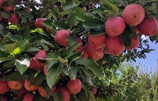 Doğanşehir elmasında hasat zamanı