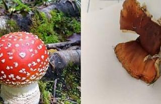 Doğu Karadeniz’de mantar zehirlenmelerinde dikkat...