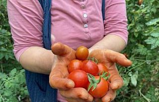 Domates fiyat endeksi geçen yılın Ağustos ayına...