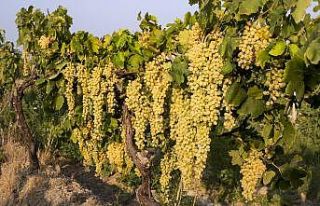 Dünyanın tercihi Türk üzümü oldu