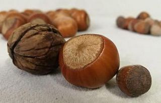 Düzce ürünlerine kargo indirimi