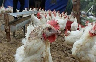 Düzce’den 2,4 milyon hayvan şehir dışına gönderildi