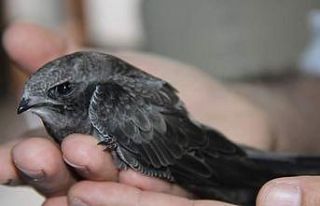 Ebabil kuşu emin ellerde