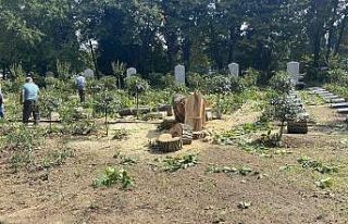 Edirnekapı Şehitliğinde İBB’nin kestiği ağaçlar...