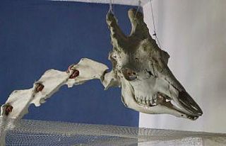 Elazığ’da 50 çeşit hayvanın anatomik yapısının...