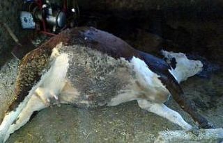 Elazığ’da ağıla yıldırım düştü, 3 büyükbaş...