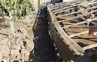 Elazığ’da ağıldan kaçan 90 keçiden 16’sını...