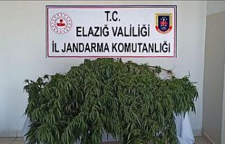 Elazığ’da uyuşturucu operasyonu: 1 gözaltı