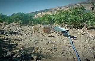 Elazığ’da yaban hayatı fotokapanla görüntülendi