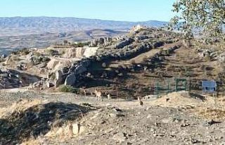 Elazığ’da yaban keçileri tarihi Harput Kalesine...